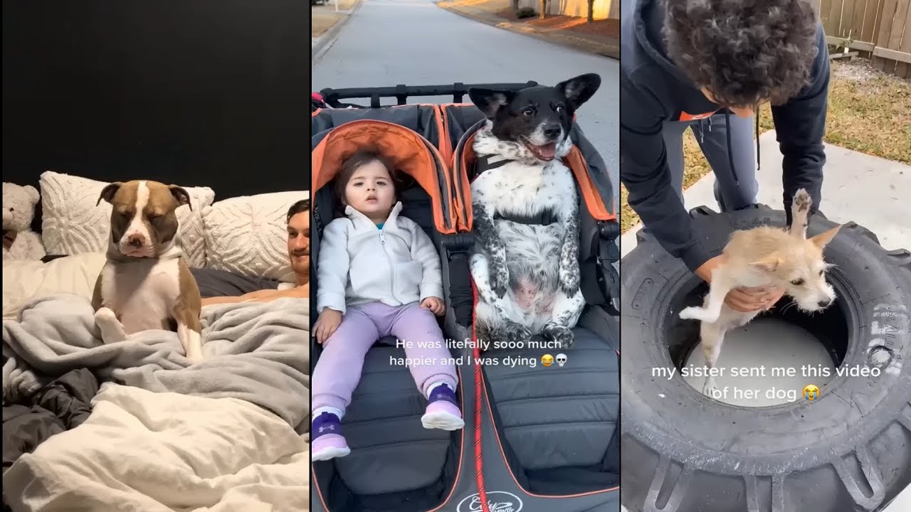Funny things i've caught my dog doing