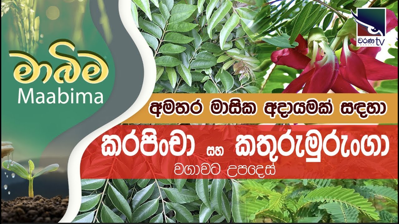 Mabima | අමතර මාසික අදායමක් සඳහා කරපිංචා සහ කතුරුමුරුංගා වගාවට උපදෙස්