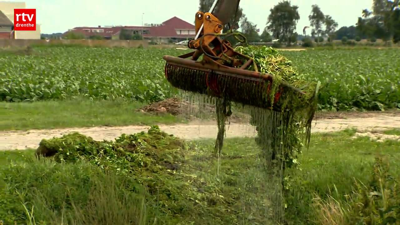 Grote waternavel bedreigt Drentse sloten en rivieren