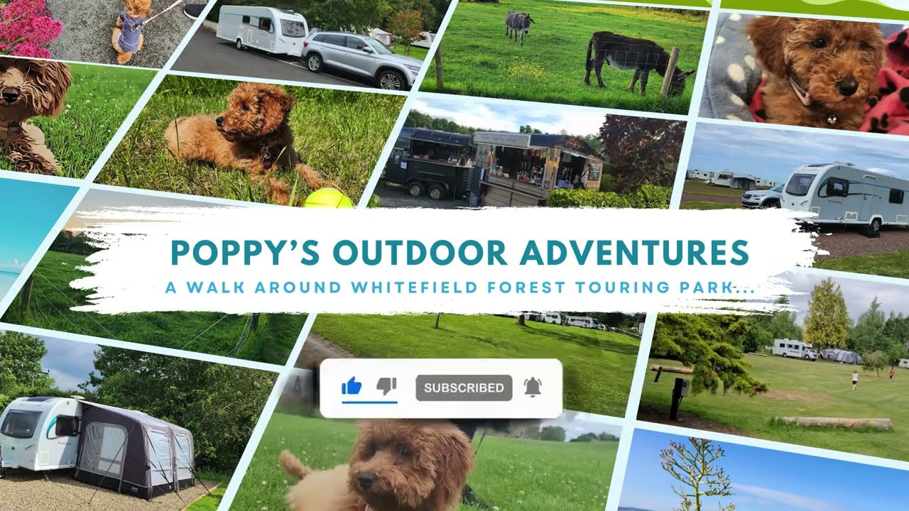 A Walk Around Whitefield Forest Touring Park, Isle of Wight