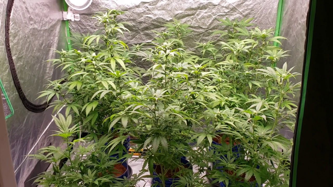 Chilled Led GrowCraft X6 600w