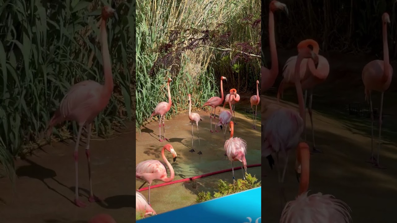 May 14, 2025, watching the flamingos at the abqzoo#birdsoftheworld #birdspecies #birdsofyoutube