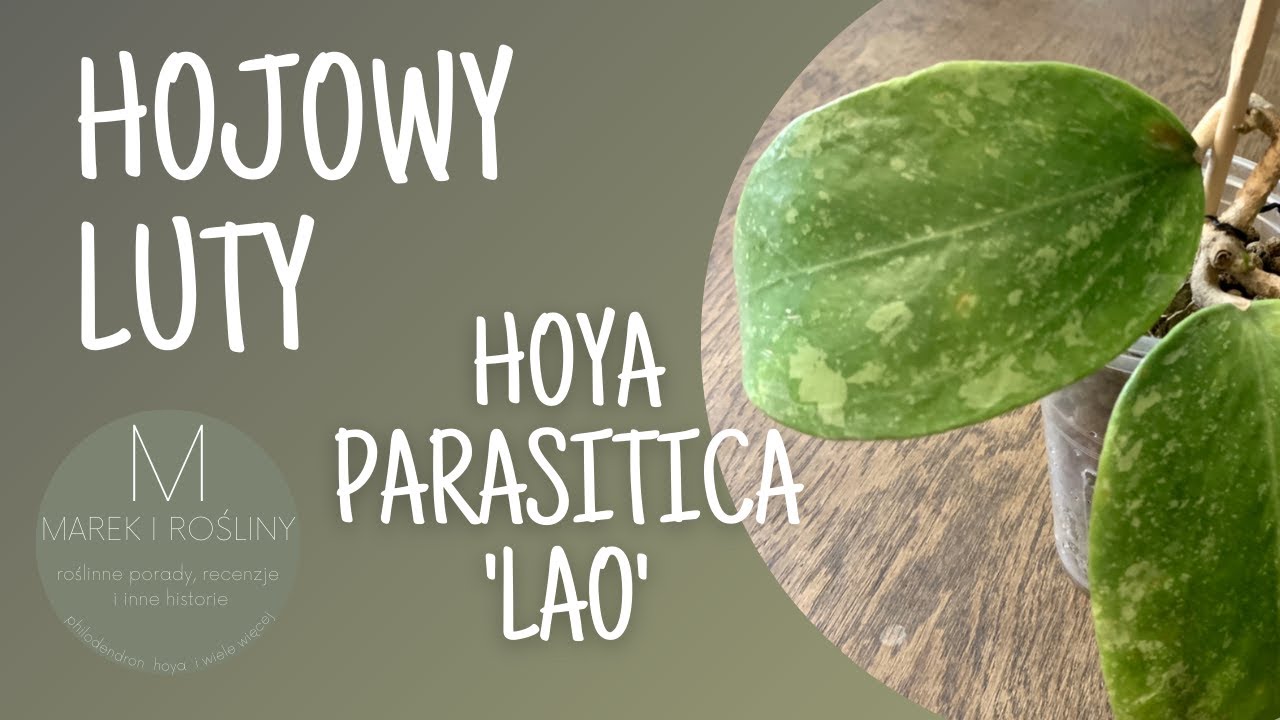 Hoya parasitica 