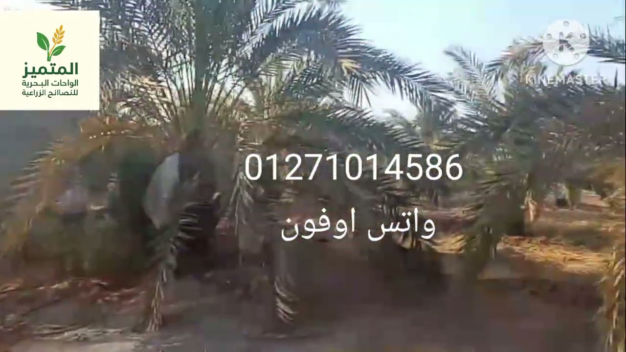 مزرعه للبيع مقننه ممتازه😮 01271014586 م/مصطفى #الواحات_البحرية #اكسبلور #اكسبلور_explore #السعودية 