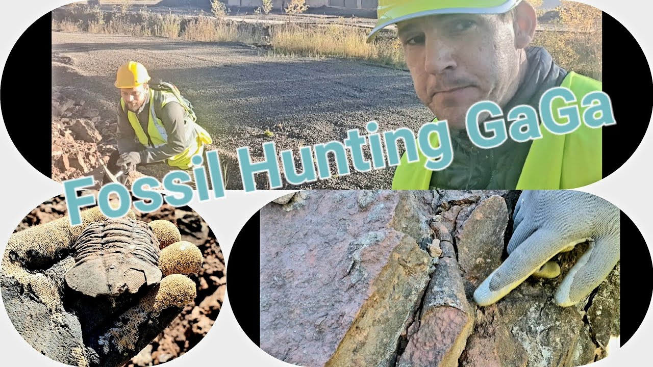 Fossil Hunting GaGa! What treasures will we unearth?