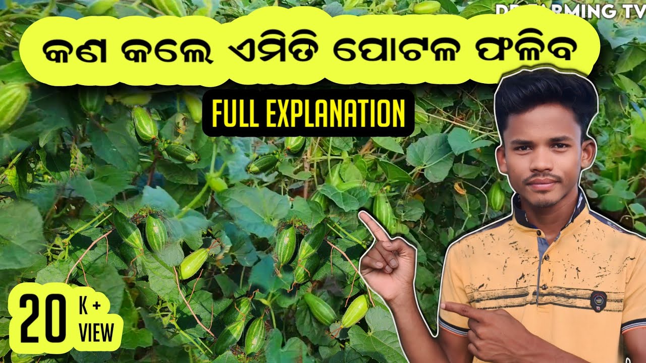 ପୋଟଳ ଚାଷ ମଞ୍ଚା ପ୍ରଣାଳୀରେ |parwal farming in Odisha| Pointed gourd farming 