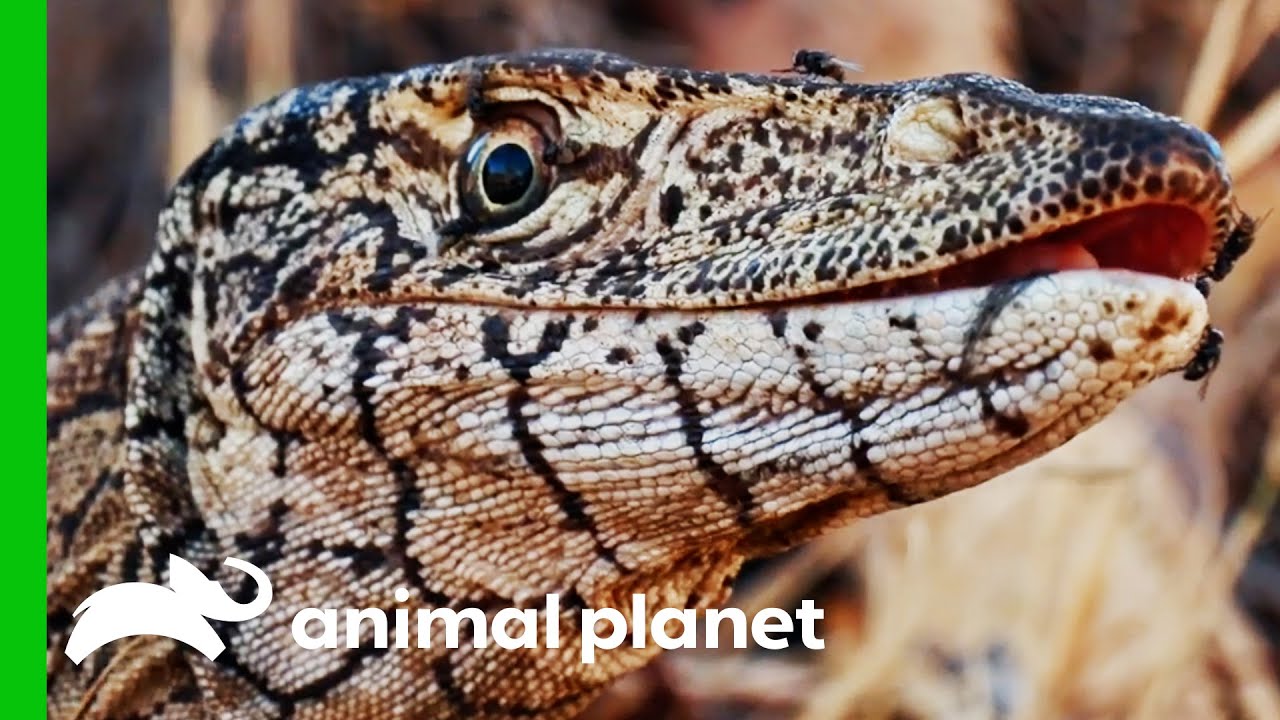Coyote Catches Australia's Largest Monitor Lizard! | Coyote Peterson: Brave The Wild