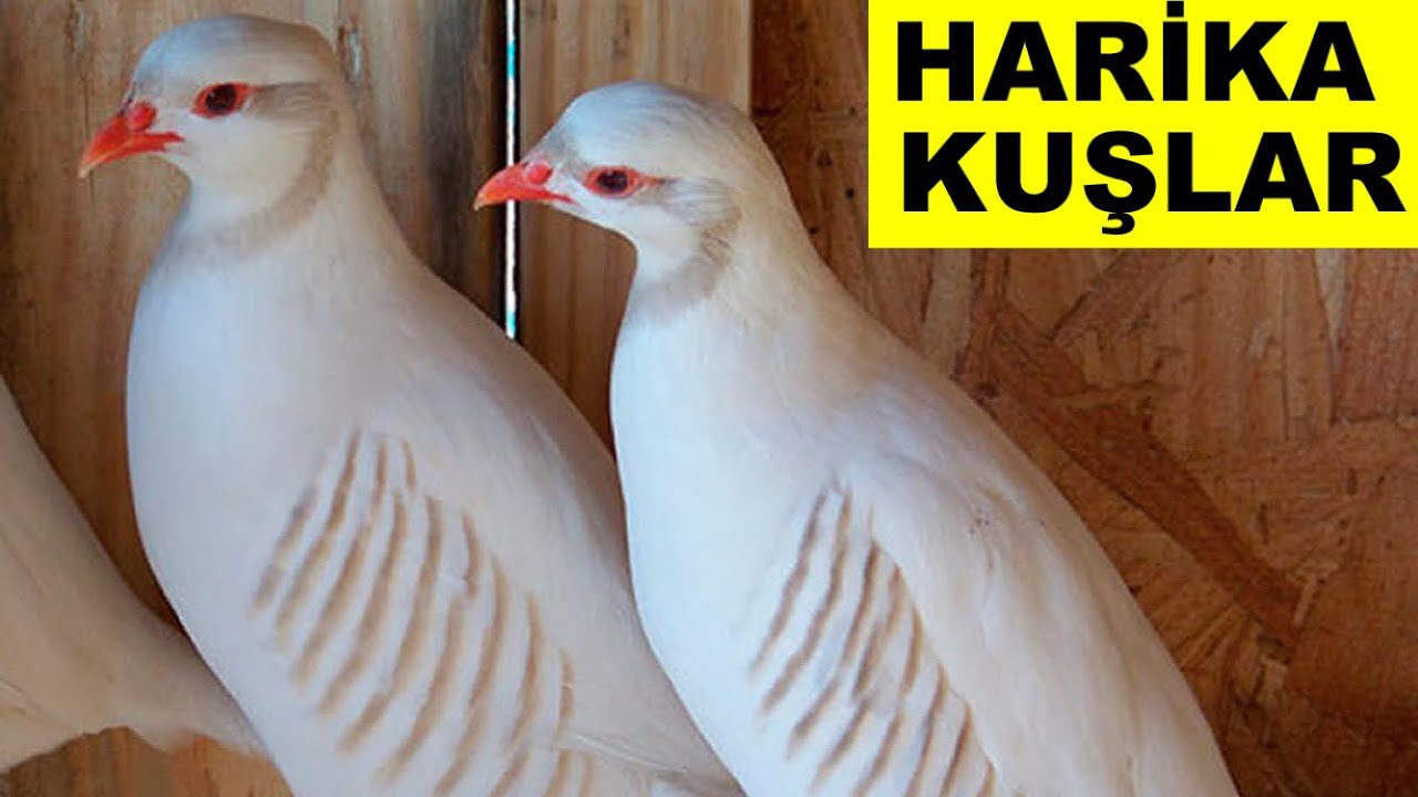 Beyaz Keklik Aldık