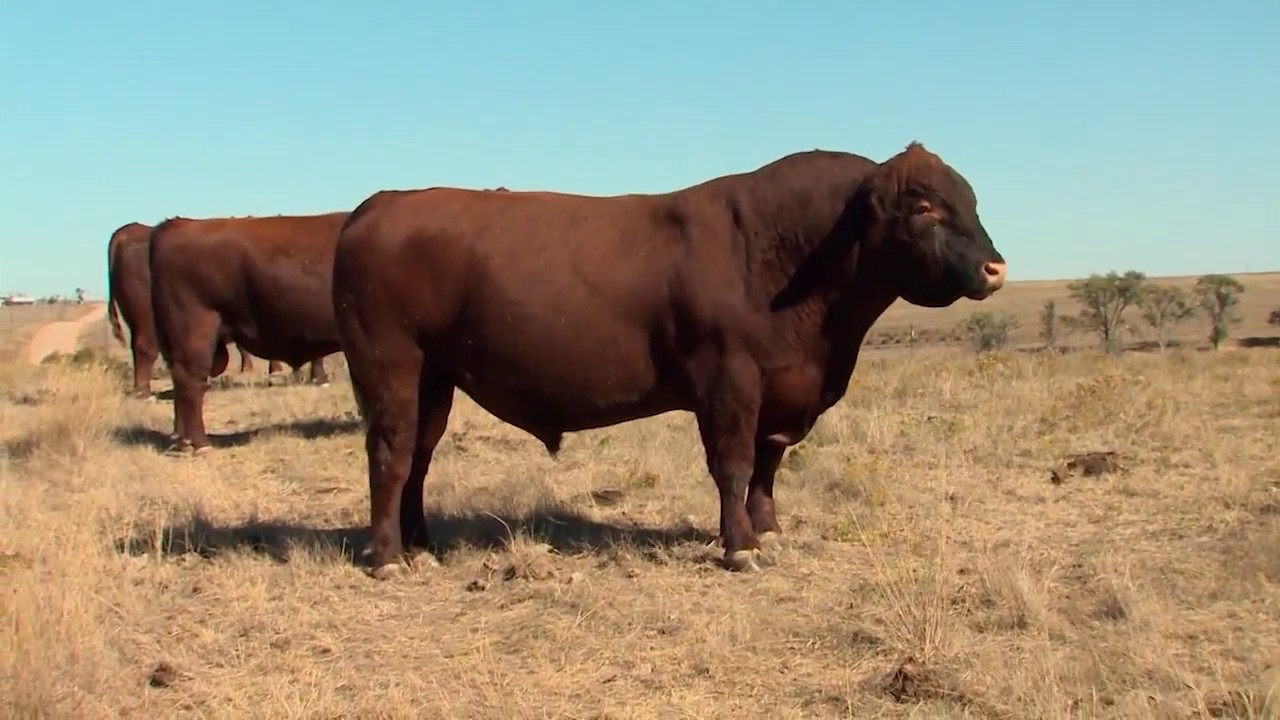 A Visit to Croissant Red Angus