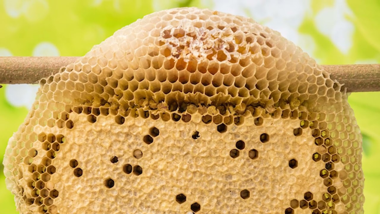 கொம்பு தேனீ  - Little Bee