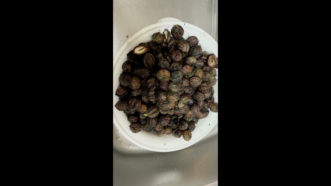 こどもがクルミを採って食べるところまで
