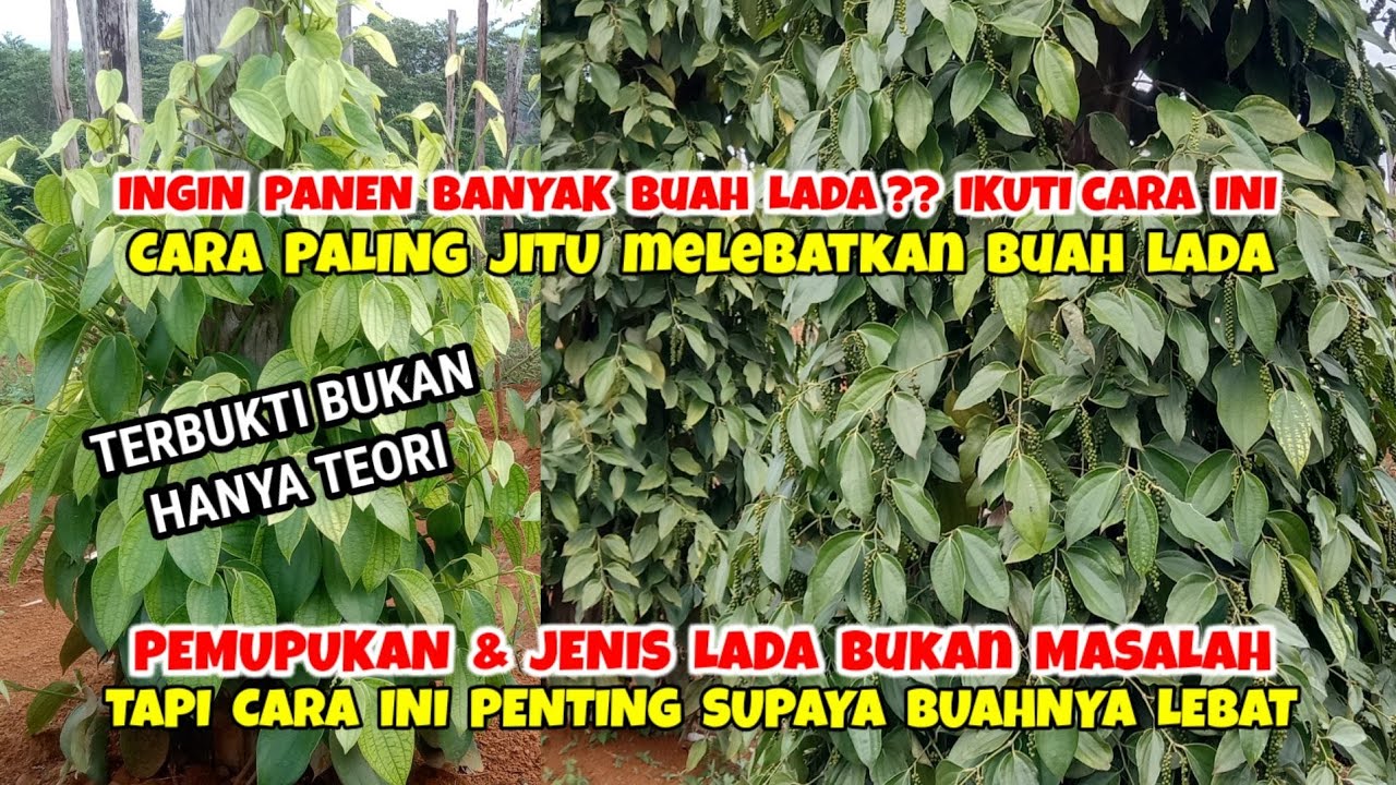 INI CARA PALING AMPUH, UNTUK MELEBATKAN BUAH LADA.