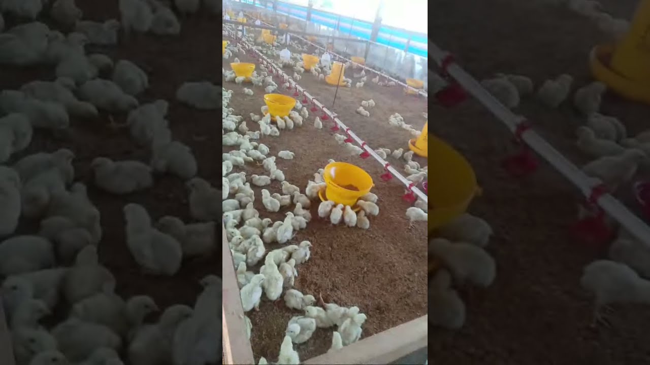 Umur Ayam 5 Hari. Bibit Jafpa MB 202 GOLD