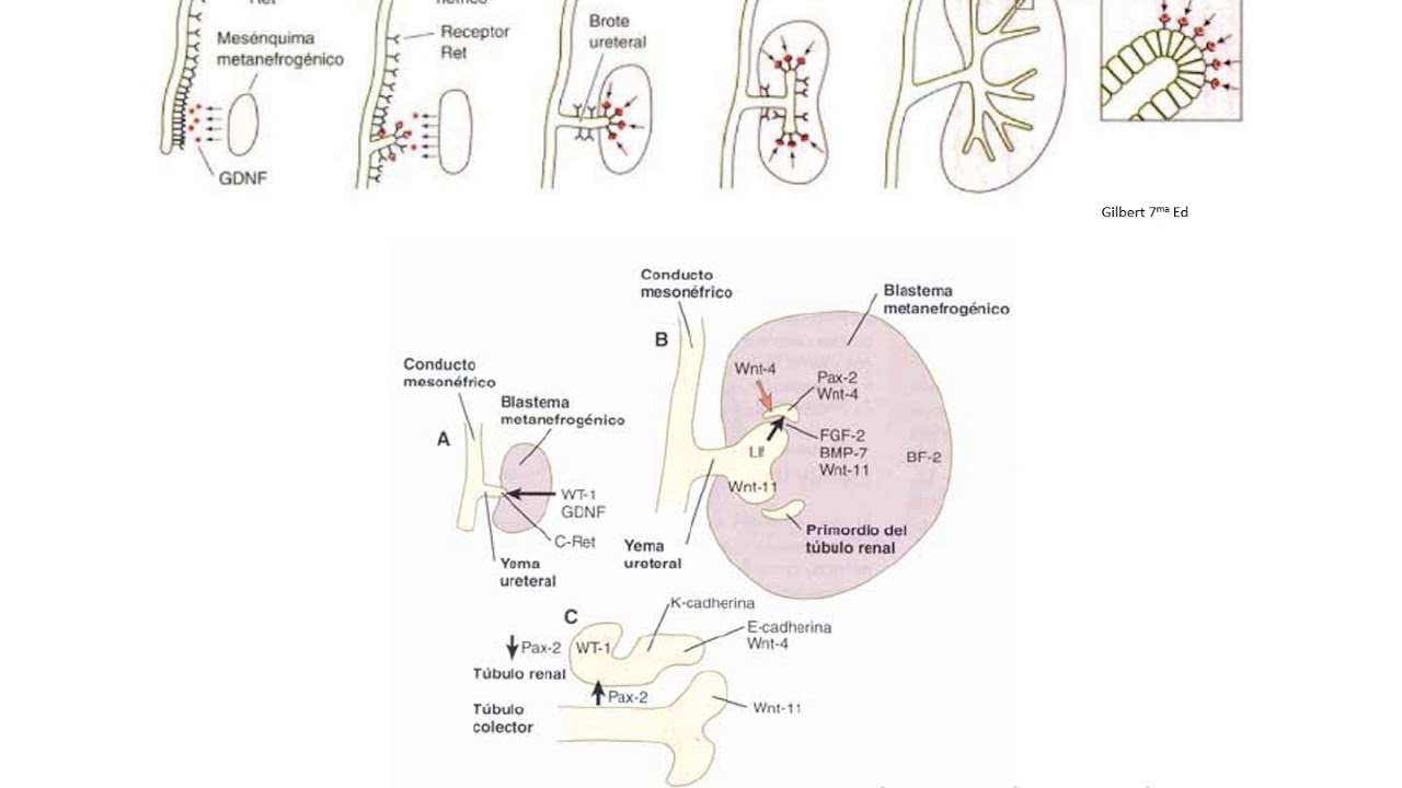 TP 8 Desarrollo del sistema urinario