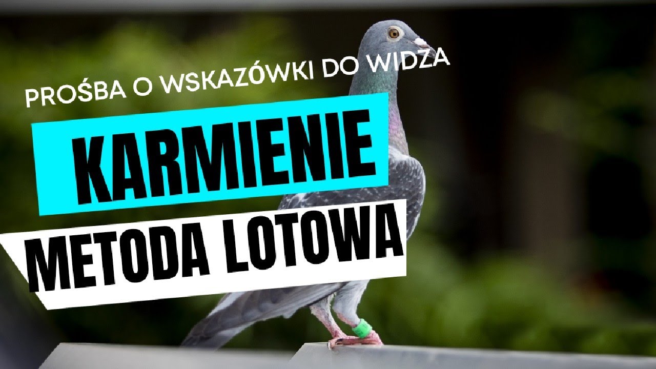 GOŁĘBIE POCZTOWE -KARMIENIE.POMOŻECIE? POMOŻEMY!