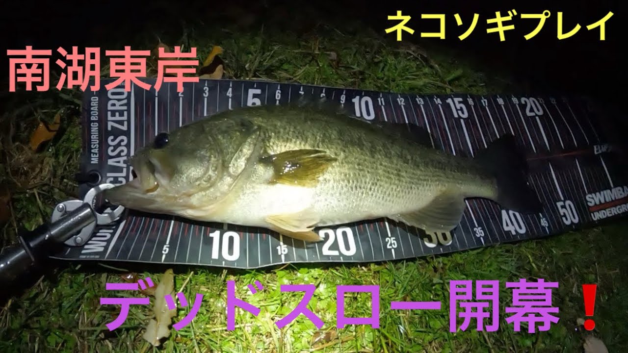 【バス釣り】寒くて熱い冬の始まり❗️ネコソギDSRシーズンIN❗️デッドスロー　琵琶湖