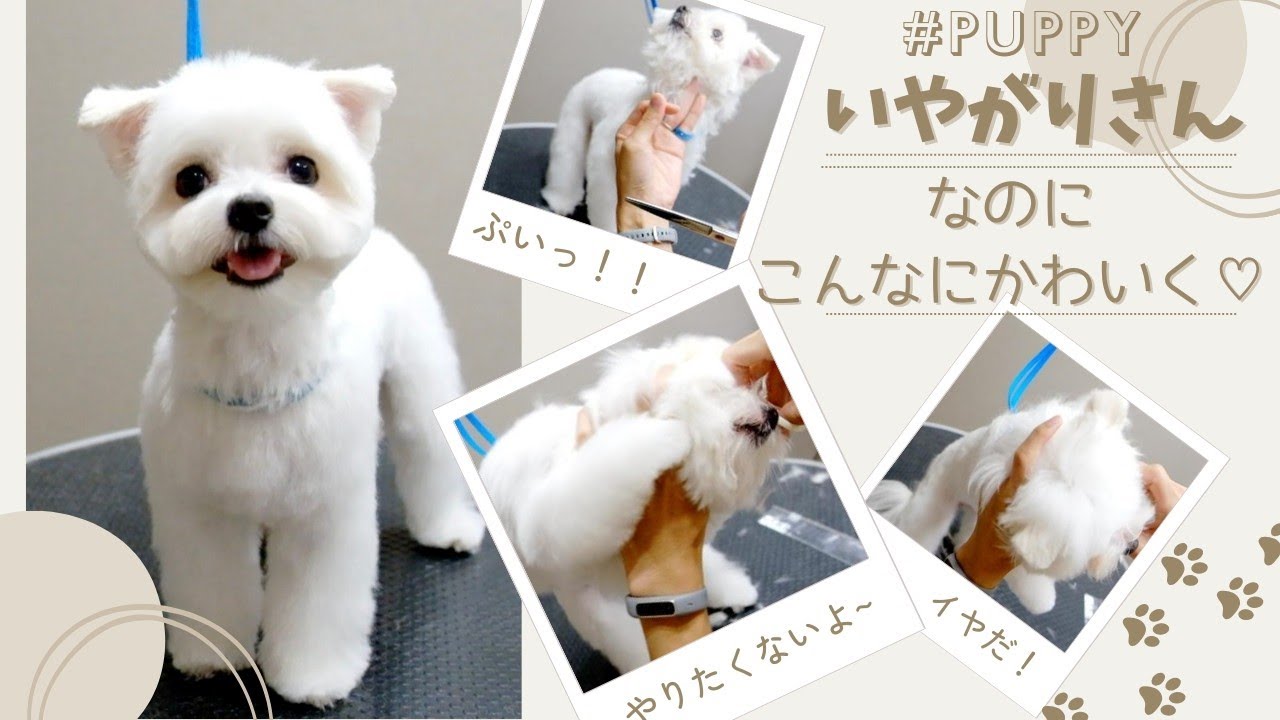 【嫌がり】だけどこんなに可愛く大変身！！（パピートリミング）