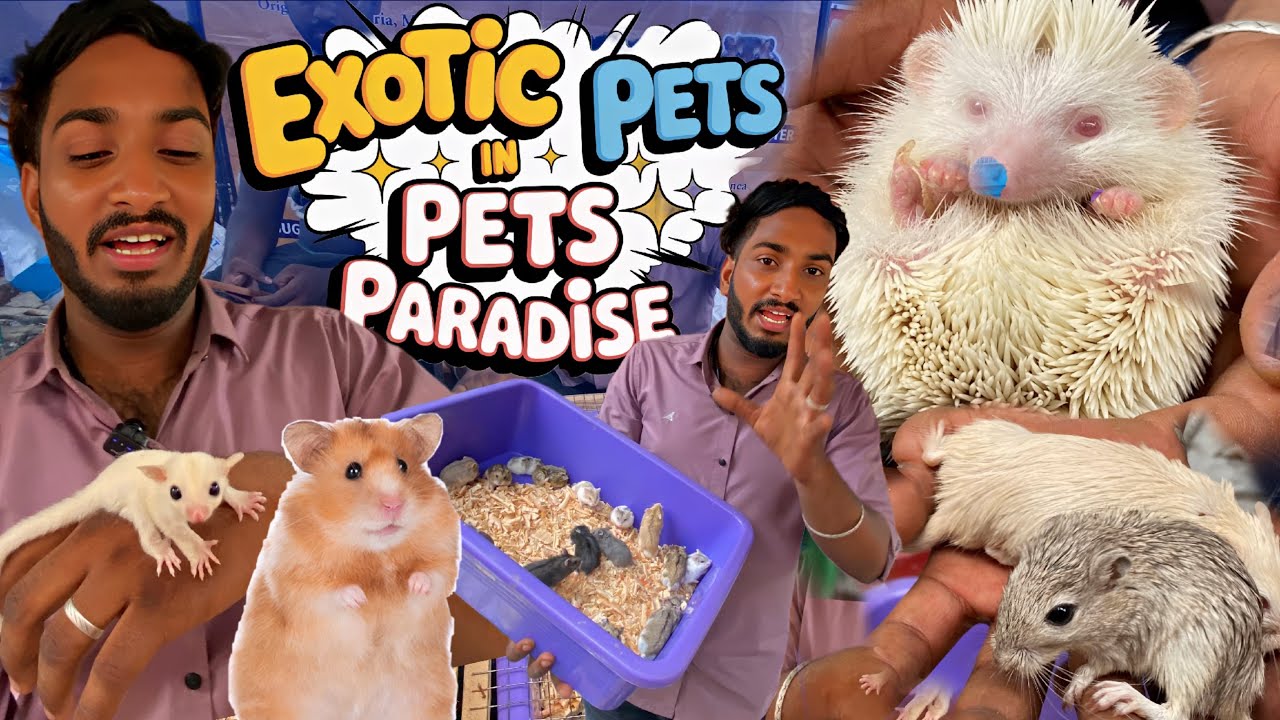 🦔 Chennai Sunday Pet Market-ல Rare Exotic Pets 😍 | BK Pets Paradise | #itzsatzpov #pets 