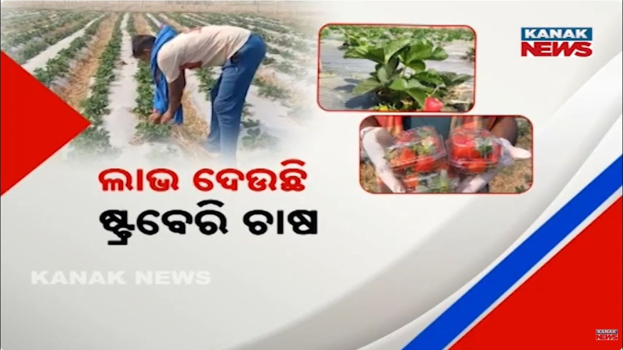Bazaar Halchaal: Strawberry Farming Brings Big Profit: Khordha Farmer Creates New Income Opportunity