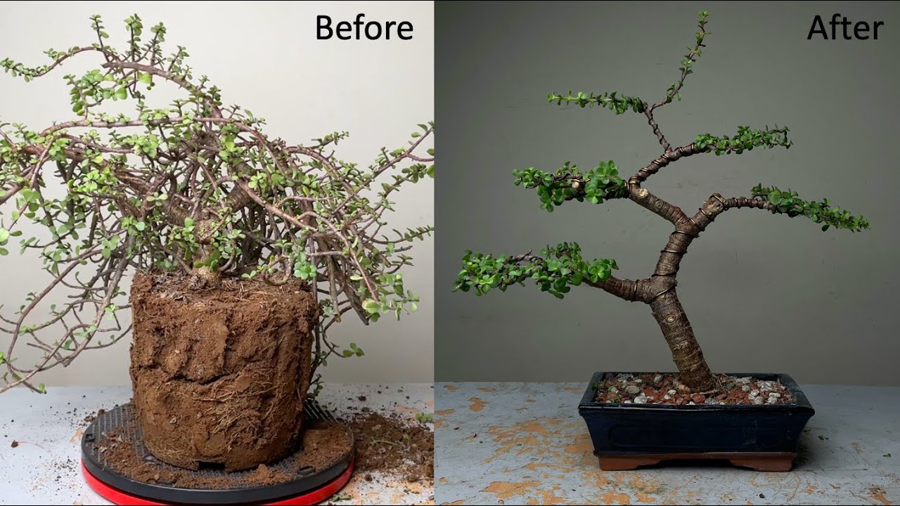 Making Dwarf Jade Bonsai Informal Upright Style | Repotting | Pruning | Wiring | Portulacaria Afra