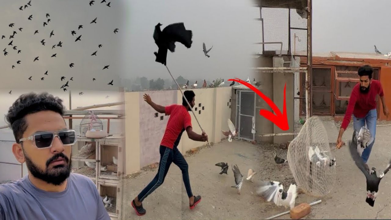 Aaj hum na 200 kabutaron ke ladai karwa di 😳😳 || Major pets ||