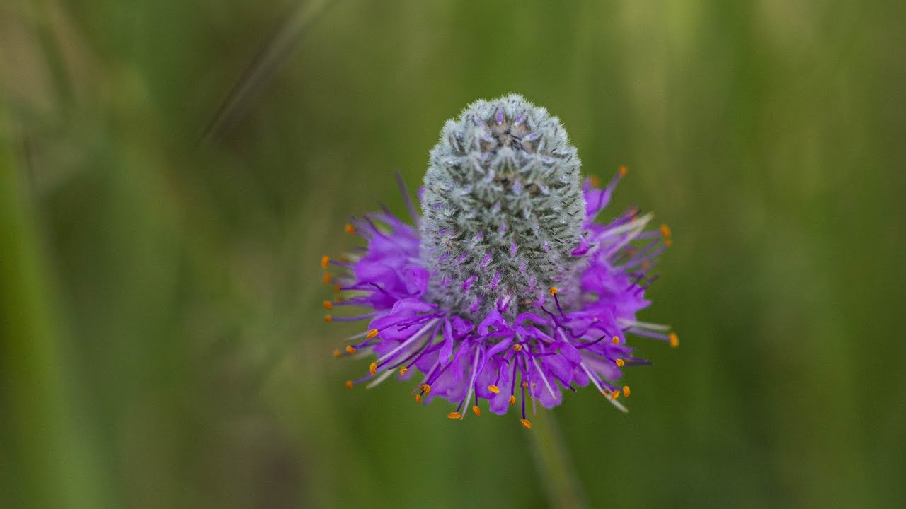 Клевер пурпурный (Dalea Purpurea)