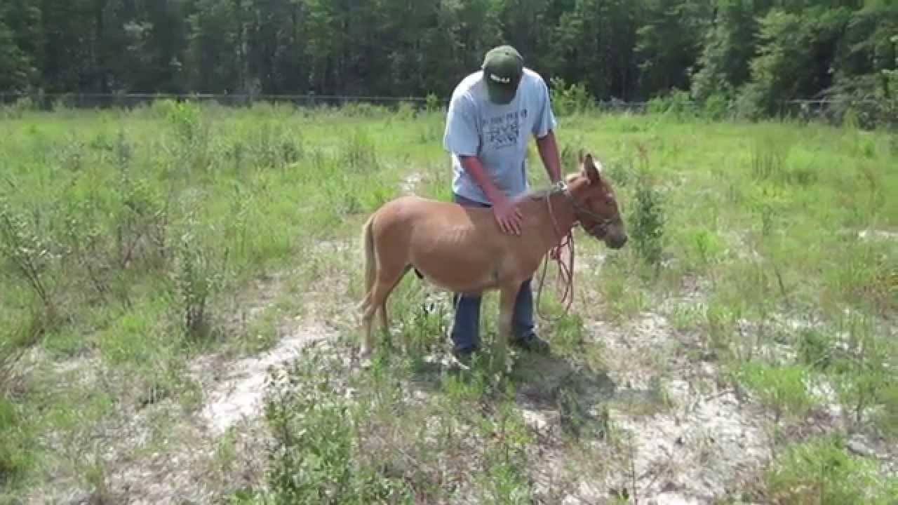 Miniature Mule, a Mini Horse Crossed with a Mini Donkey. Homestead, Organic, Farming, Husbandry SHTF