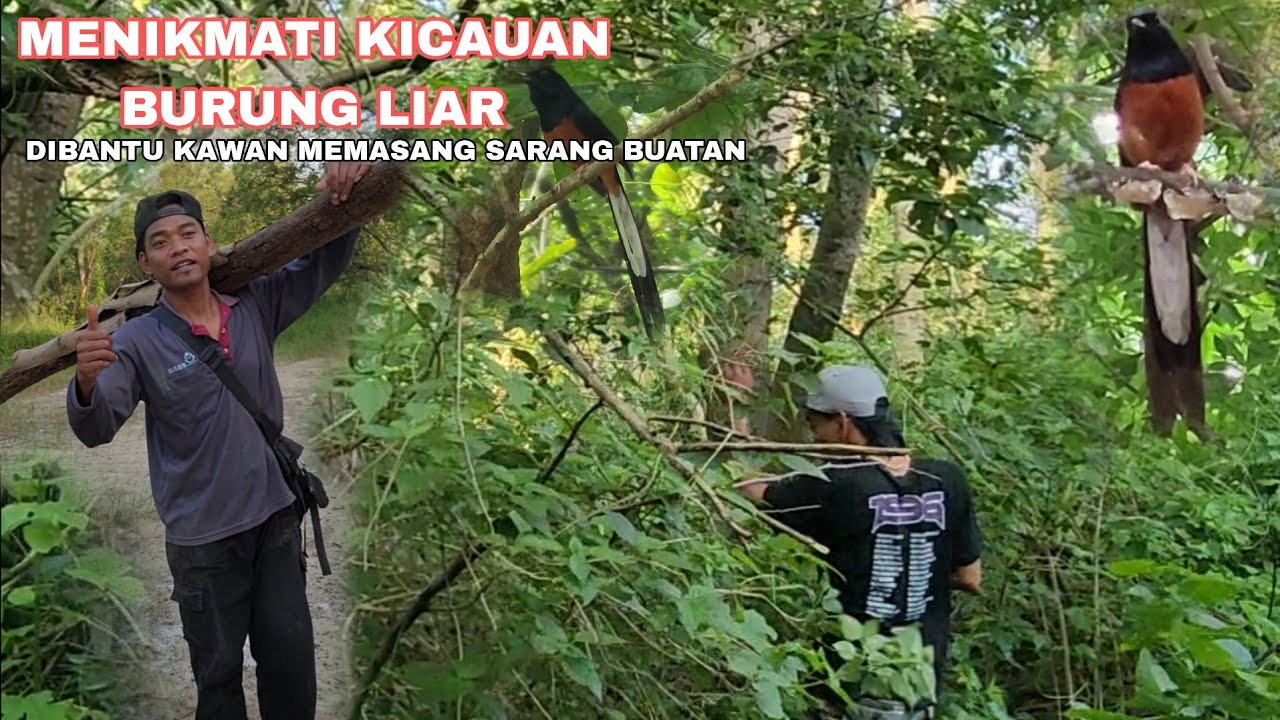 Lokasi buat ngebolang bareng bosto disini memang banyak burung gacor