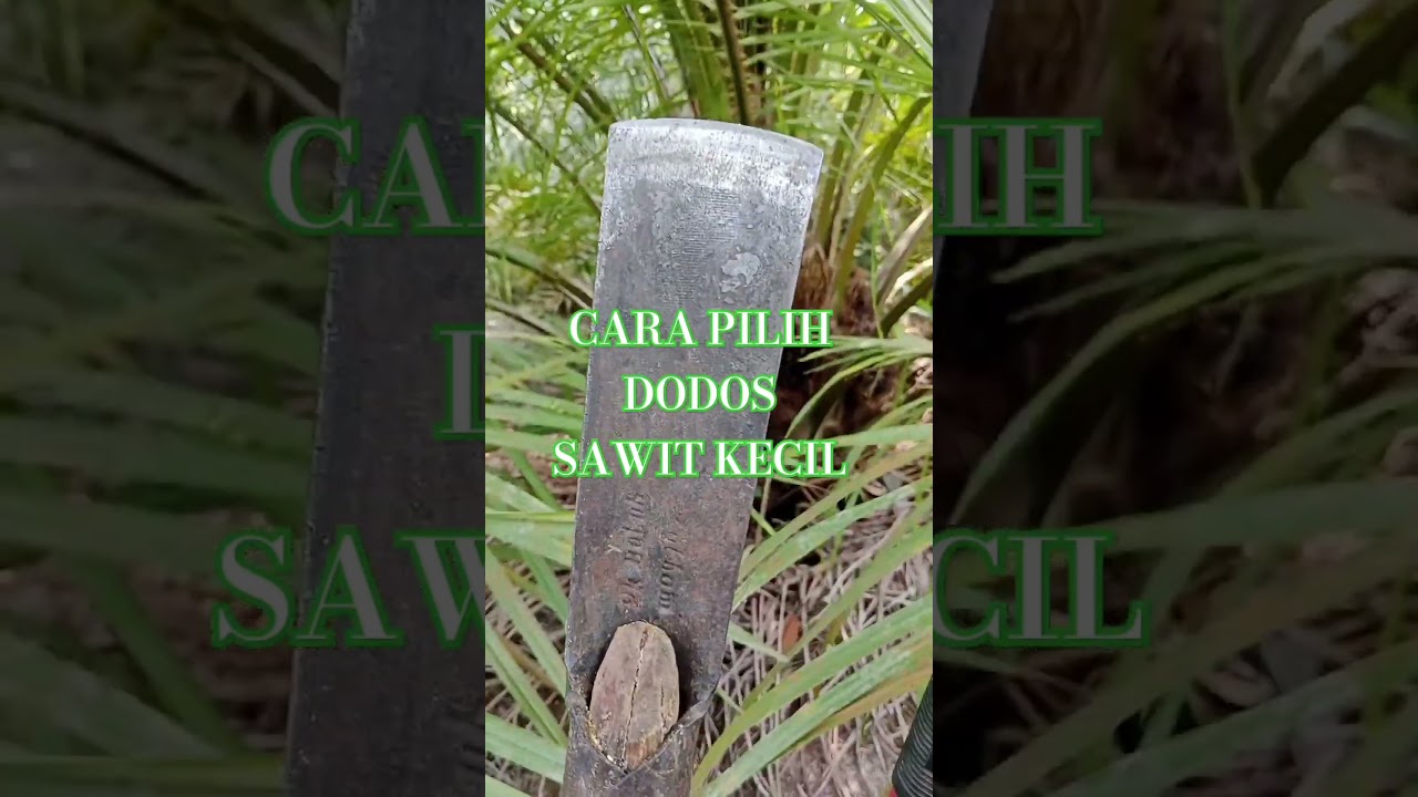 CARA PILIH DODOS SAWIT KECIL
