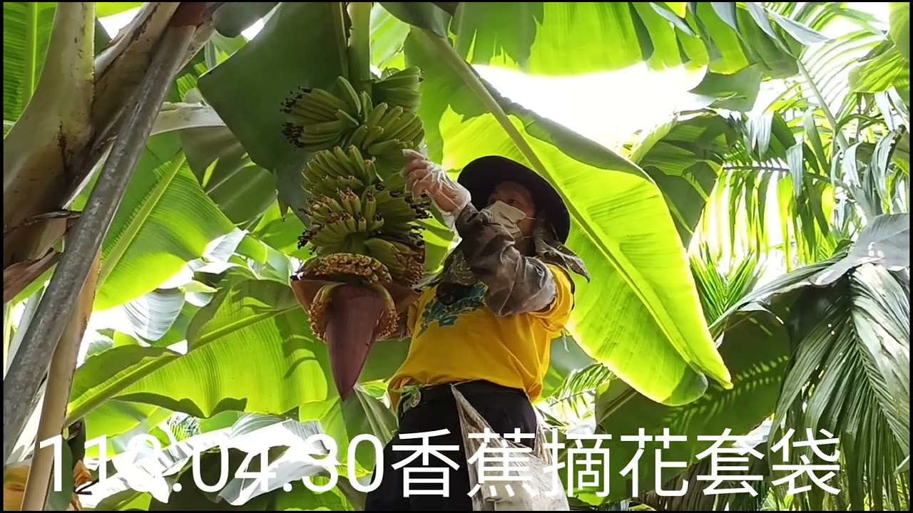 113.04.30.香蕉摘花套袋