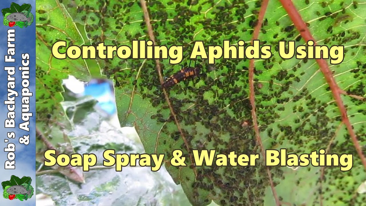 How to kill Aphids using a natural liquid soap spray & water blasting..