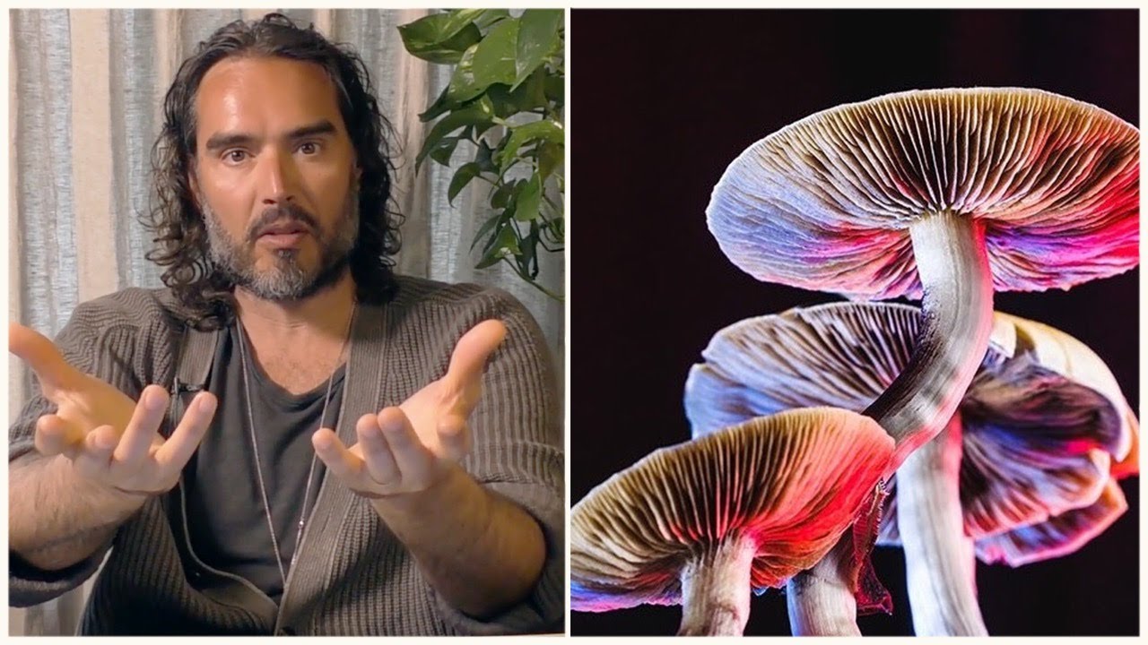 Is THIS the Real Reason Psychedelics Are Illegal?