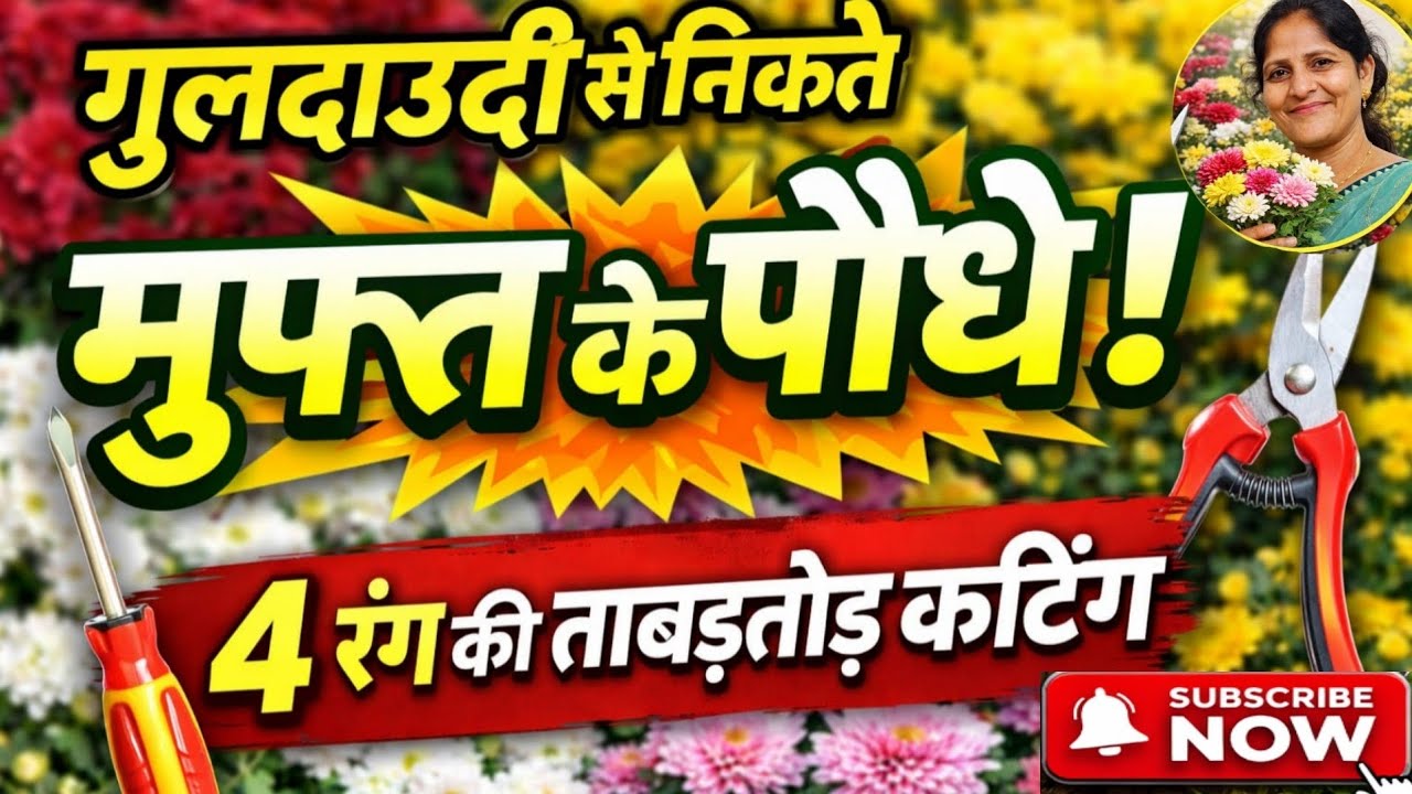 🌼 “चार रंग की गुलदाउदी की Pruning और cutting 🌿| अगले साल के लिए ऐसे Save करें 🌸 @Gardening_Villager