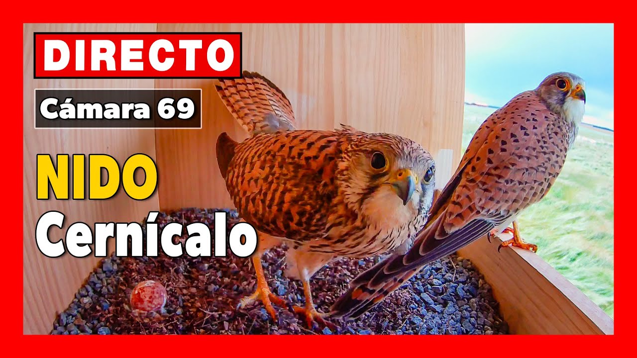 Cernicalo en nido 🔴 DIRECTO (C&aacute;mara 69 | &Aacute;vila) LAGUNA de EL OSO