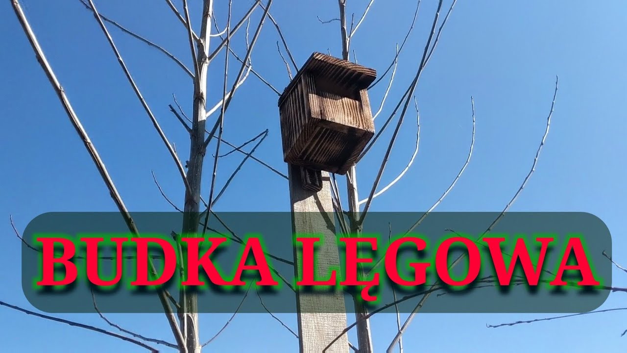 Budka lęgowa dla ptaków kos, kopciuszek,  muchołówka szara, pliszka, rudzik. Mniej filmów.