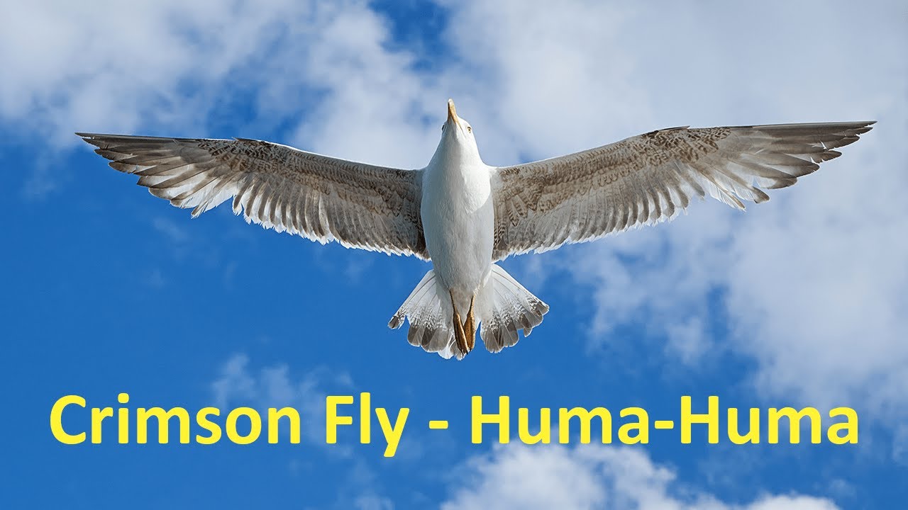 Crimson Fly | Huma Huma | MUSIC | BIRDS |