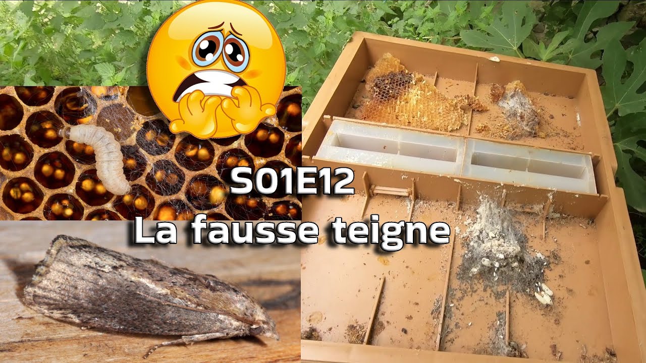 S01E12 La fausse teigne, une vraie plaie! | LRSG #apiculture 2022