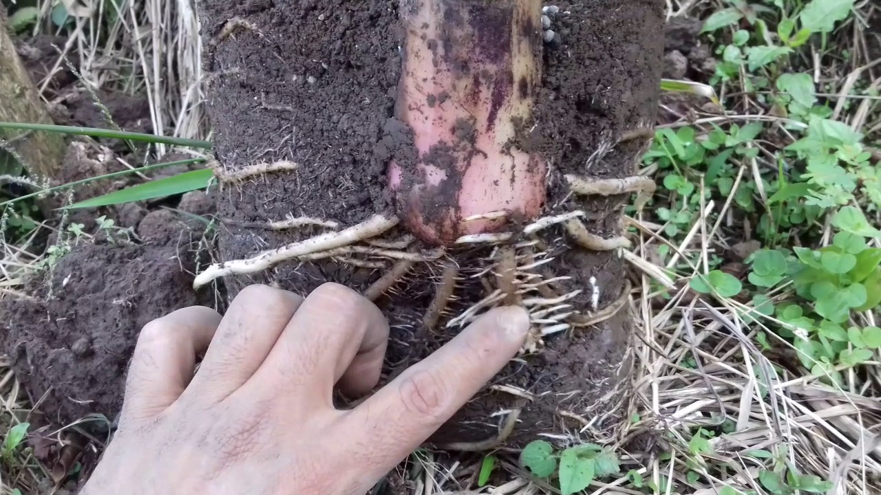 NEMATODOS EN LA RAÍZ DEL PLATANO