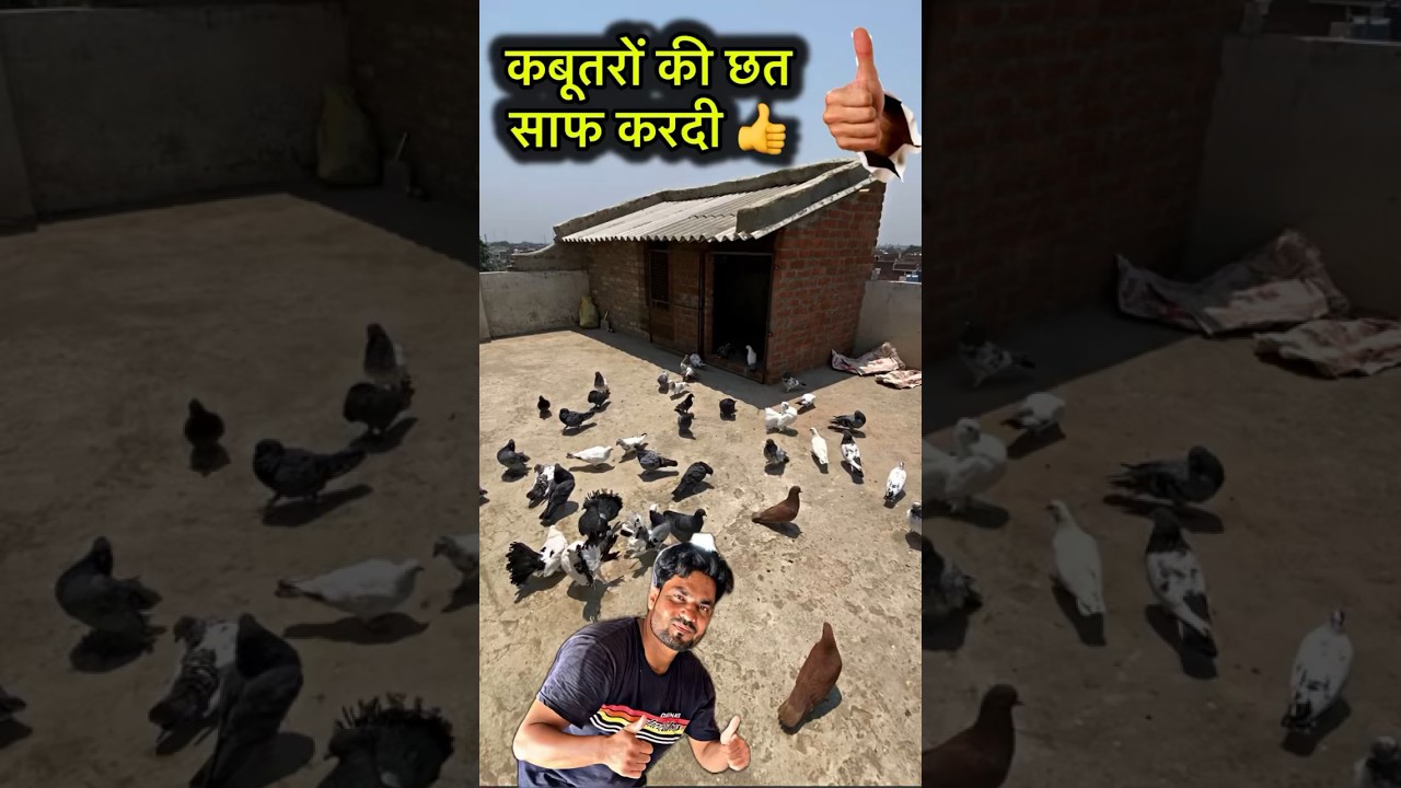 amazing pigeon tips 👍 | #pigeontips #kabootar #pigeon #kabootarbazi #shorts