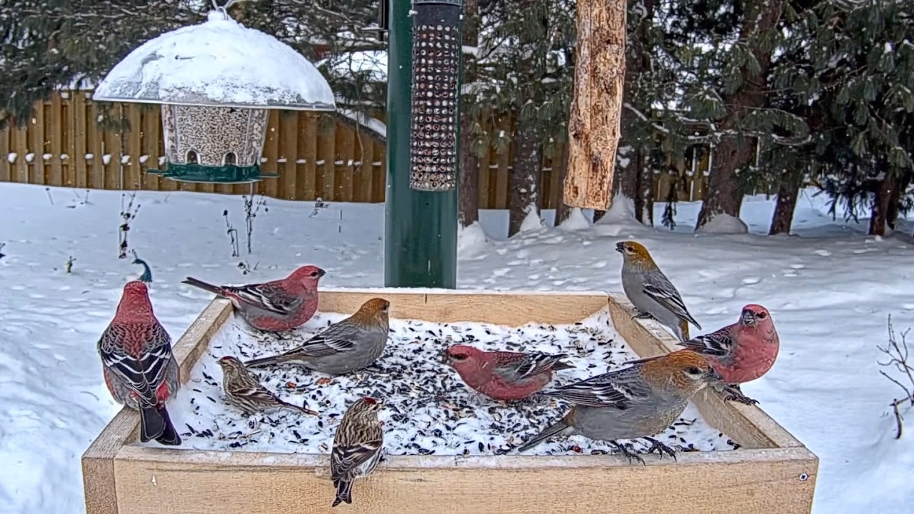 Winter Finches Crunch Sunflower Seeds As Large Snowflakes Fall In Ontario | Jan. 30, 2026