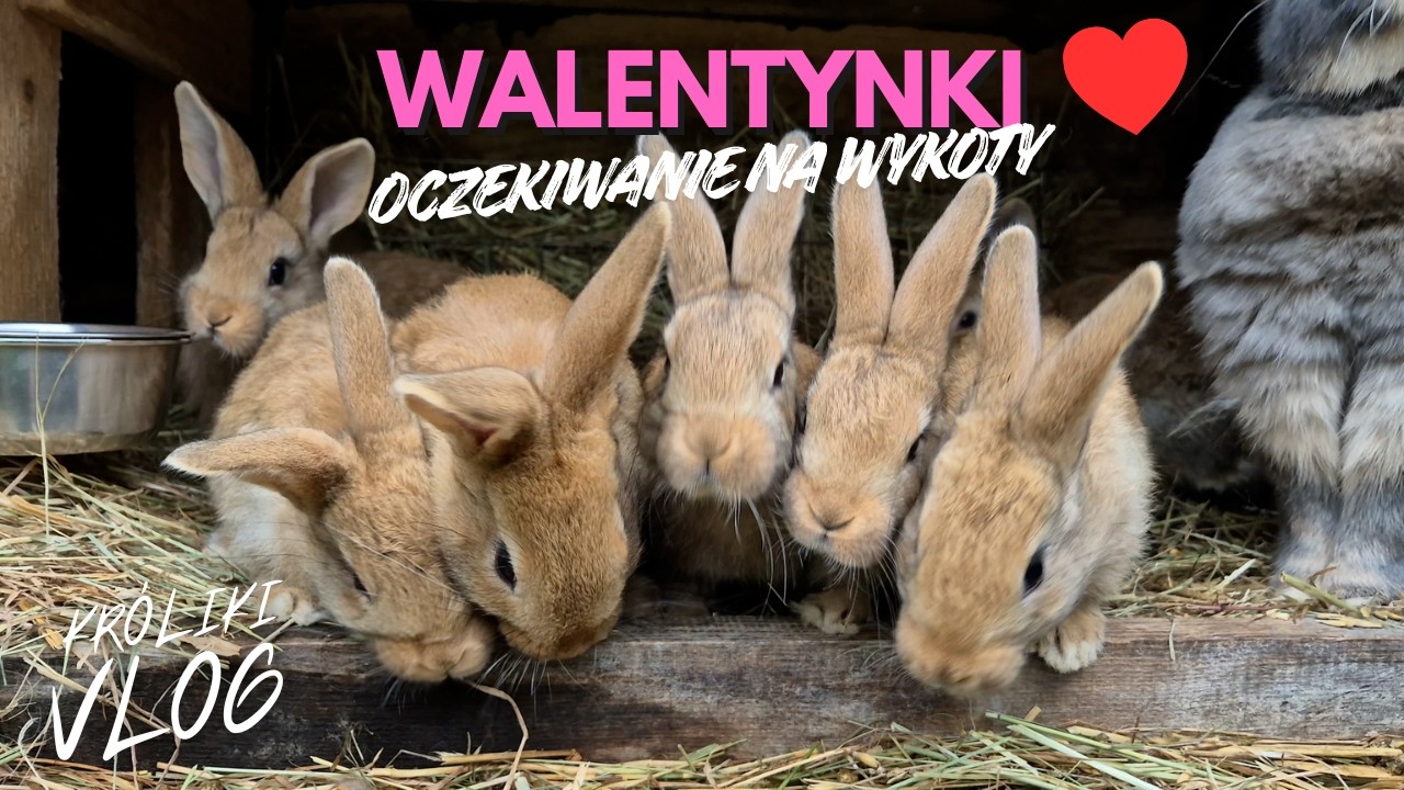 Walentynki - oczekiwanie na wykoty | BAYCOX dla KRÓLIKÓW