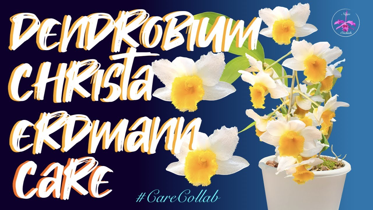 Dendrobium Memoria Christa Erdmann | EASY CARE | The BLOOMS 😱🙌🏼#CareCollab #ninjaorchids