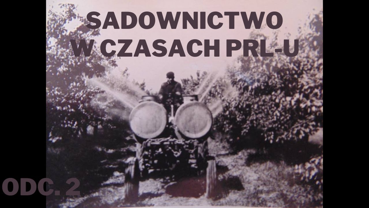 Sadownictwo w czasach PRL-u: Józefów nad Wisłą/zbiory/skupy/opryski
