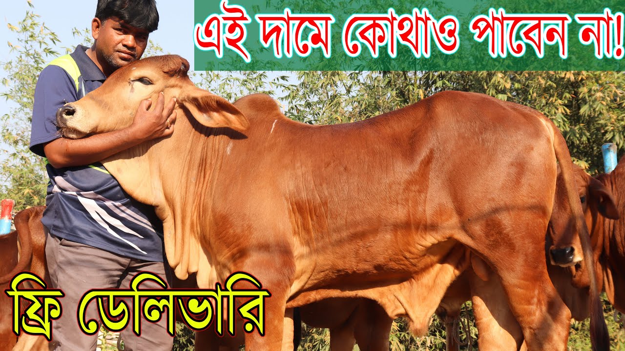 দাম নিয়ে পুরো পাবনা চ্যালেঞ্জ,এই দামে কোথাও ষাড় বাচ্চা পাবেন না। ফ্রি ডেলিভারী দিয়ে বিক্রি!
