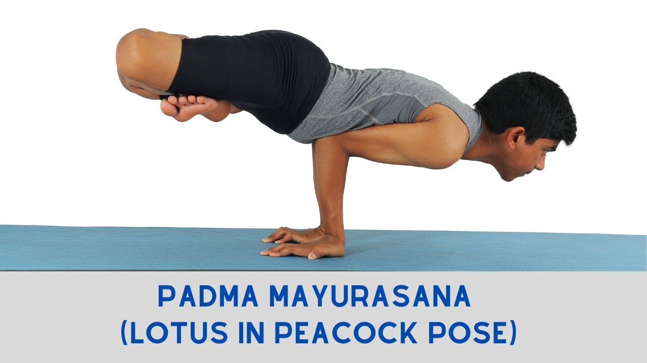 Padma Mayurasana (Lotus in Peacock Pose)