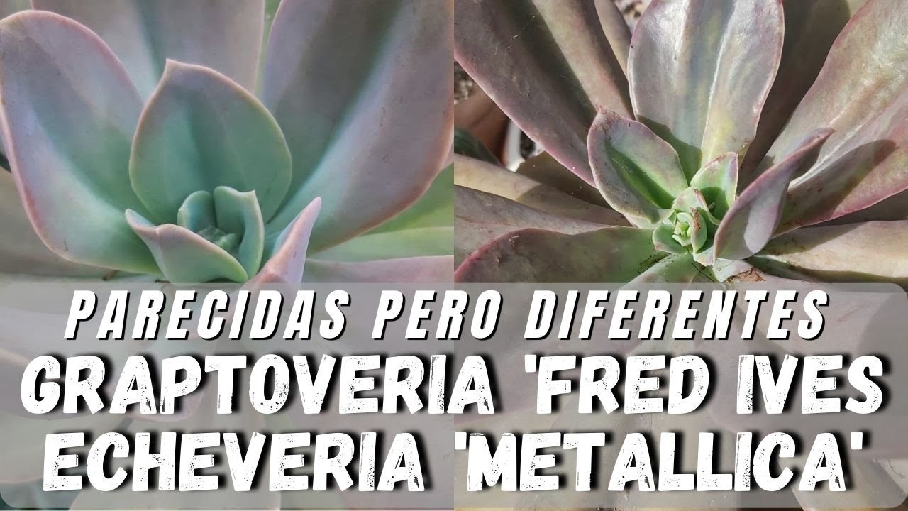 Graptoveria Fred Ives & Echeveria Metallica -  #ParecidasPeroDiferentes