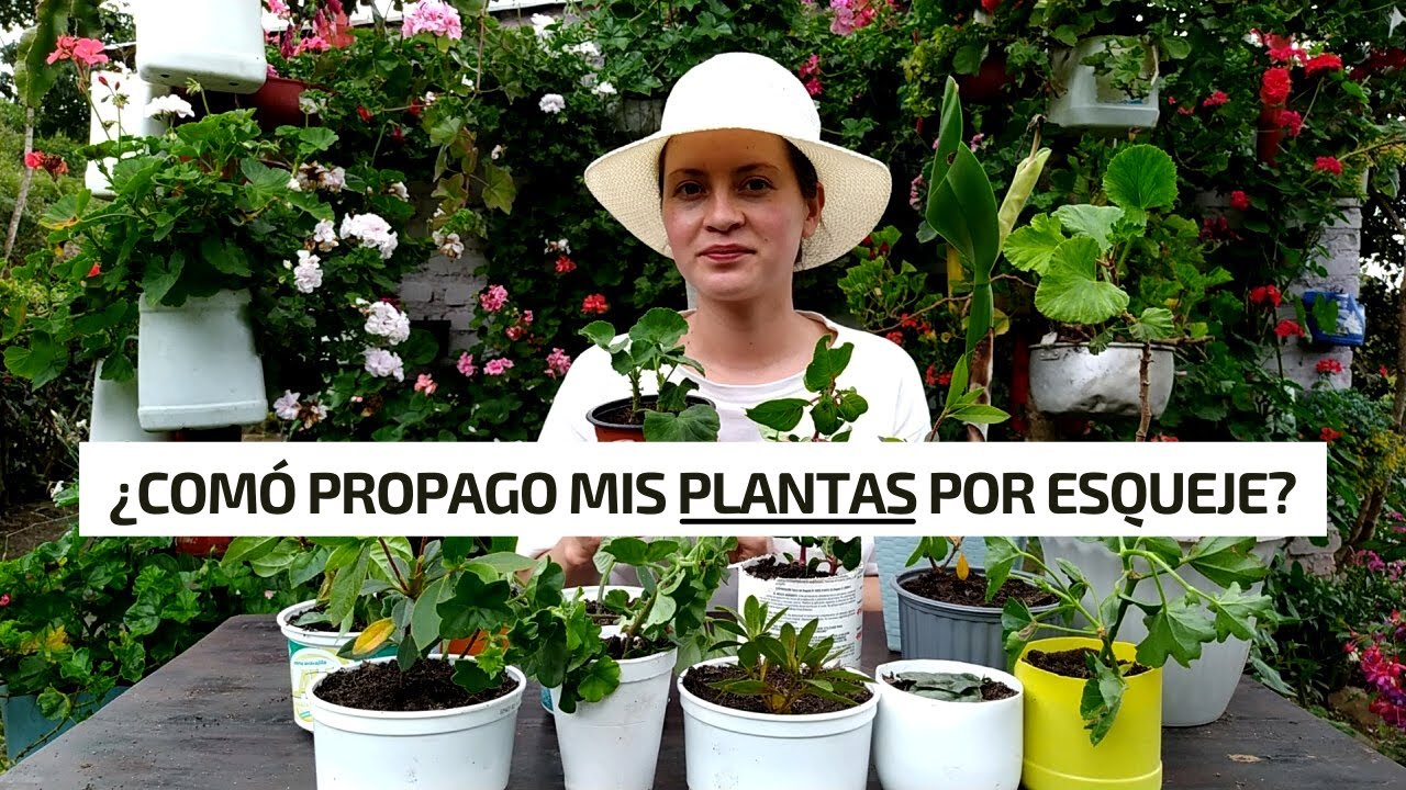 Reproduciendo esquejes de azaleas, begonias, geranios hiedra, malvones y peperomias | Jardín Diaz