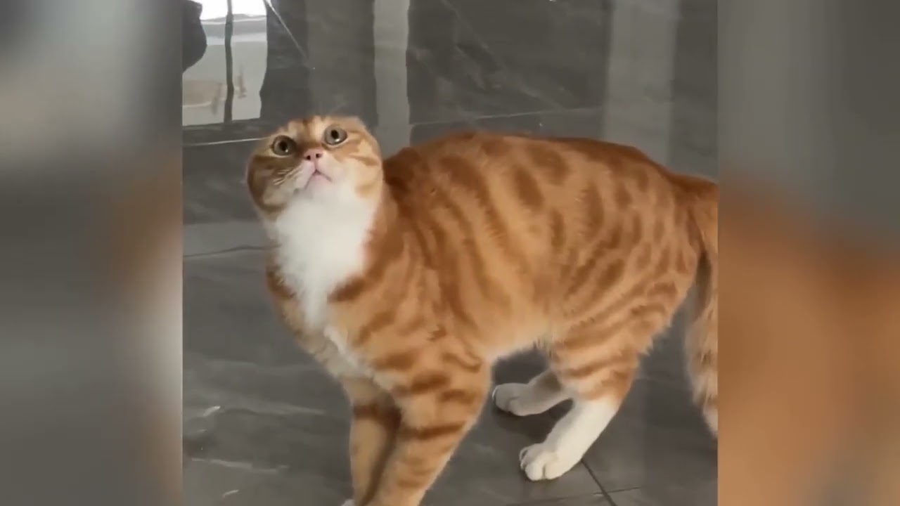 Funny Animal Will Make You Laugh 🐾 Part 13