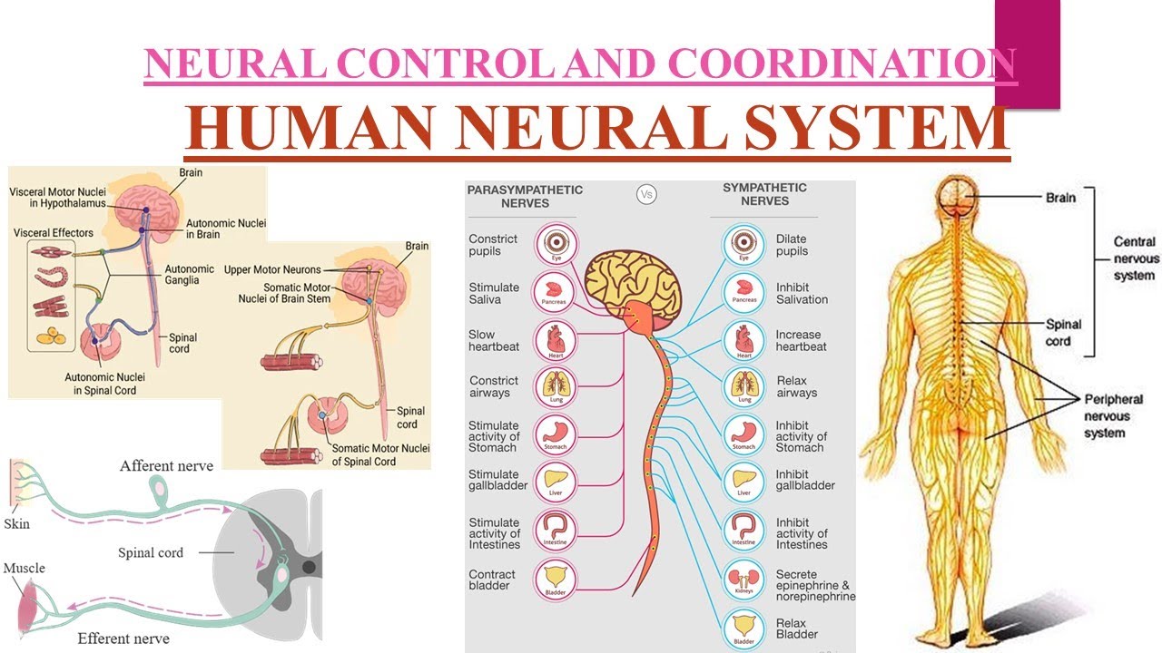 PART 1  chapter 18, Neural control and coordination#11th_biology #neet #ncert#human nervous system