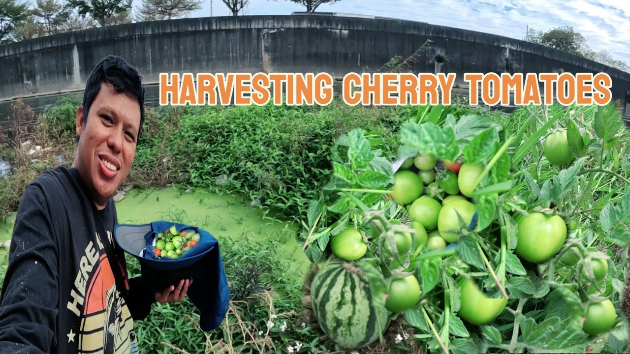 Wow! Grabe nagkalat na ang CHERRY TOMATOES sa tabing ilog